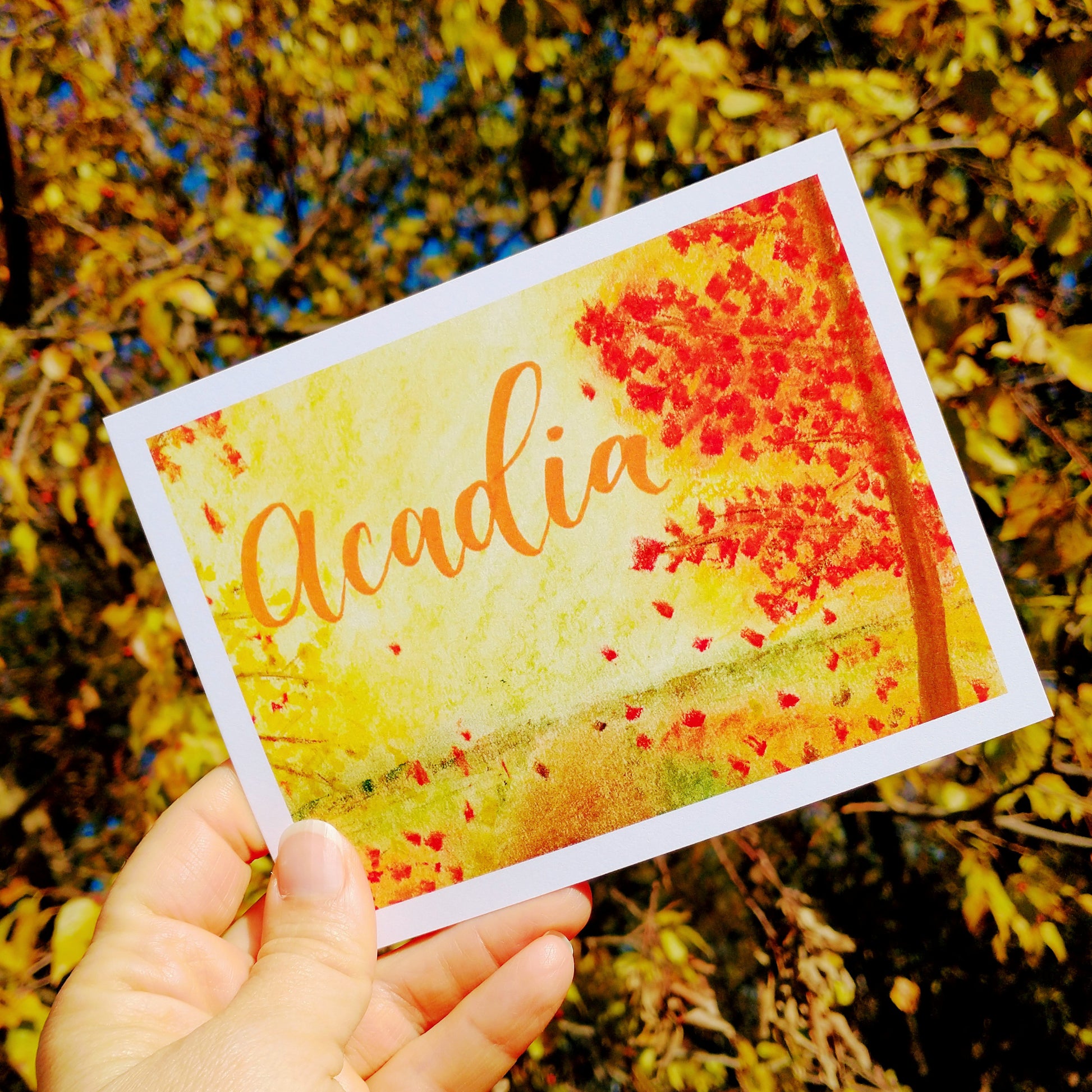 Acadia National Park Postcard