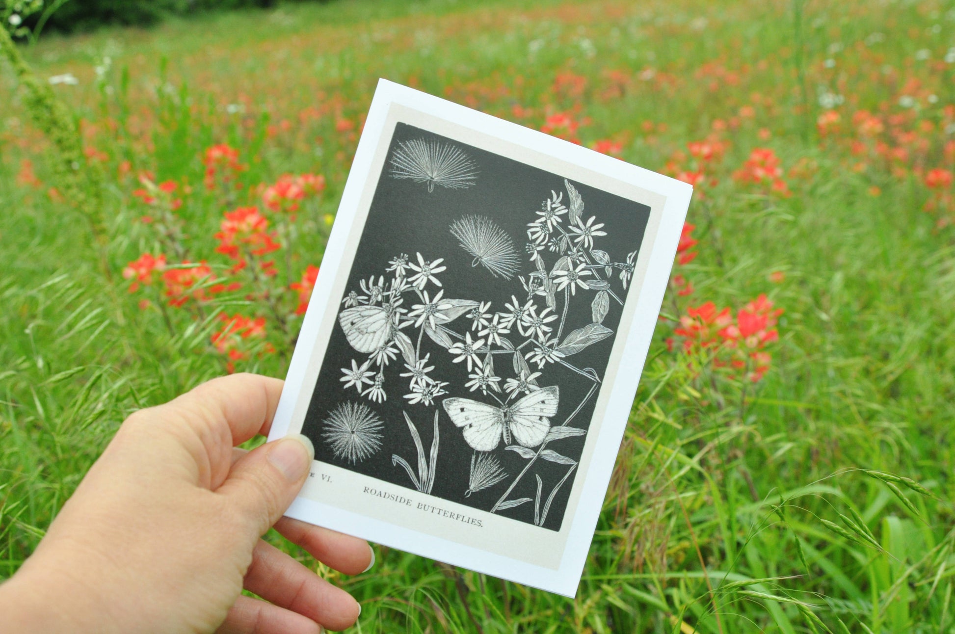 Anna Comstock Print