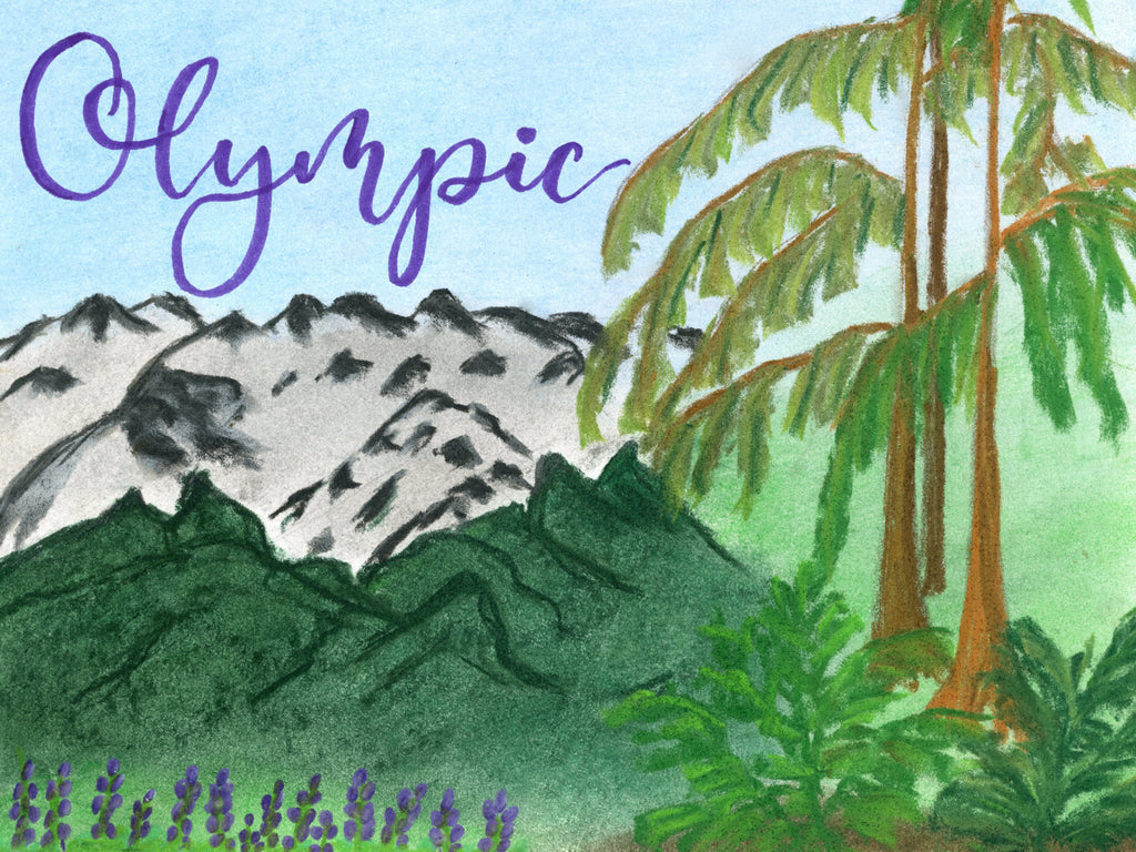 All about Olympic National Park!